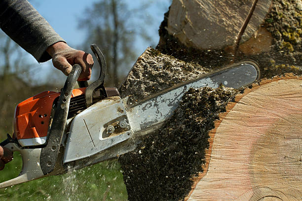 Louisville, KY Tree Removal Company